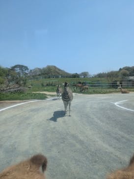 岩手サファリパークに投稿された画像（2025/4/27）