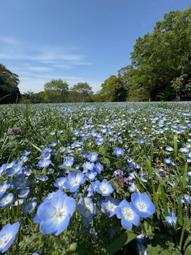 こうべアグリパークネモフィラの丘2025に投稿された画像（2025/4/27）