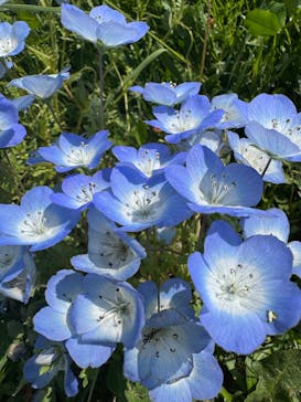 こうべアグリパークネモフィラの丘2025に投稿された画像（2025/4/27）