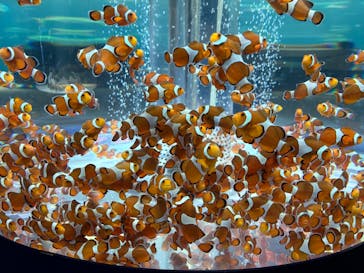 鴨川シーワールドに投稿された画像（2025/4/27）