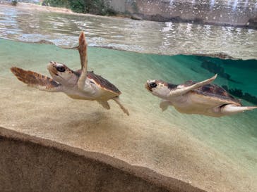 鴨川シーワールドに投稿された画像（2025/4/27）