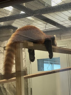 天王寺動物園に投稿された画像（2025/4/27）