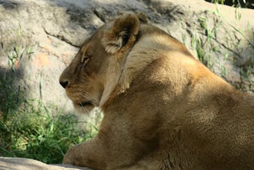 天王寺動物園に投稿された画像（2025/4/27）
