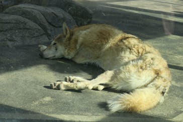 天王寺動物園に投稿された画像（2025/4/27）
