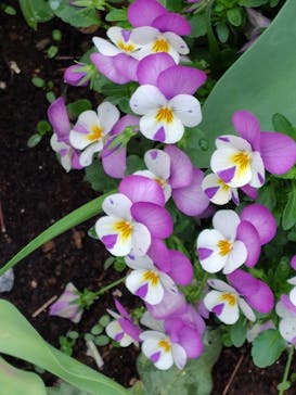 横浜イングリッシュガーデンに投稿された画像（2025/4/27）