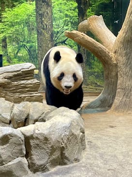 恩賜上野動物園に投稿された画像（2025/4/27）