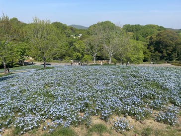 こうべアグリパークネモフィラの丘2025に投稿された画像（2025/4/27）