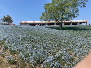 こうべアグリパークネモフィラの丘2025に投稿された画像（2025/4/27）