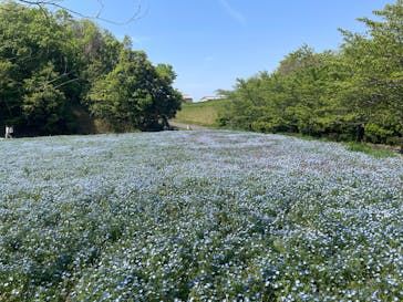 こうべアグリパークネモフィラの丘2025に投稿された画像（2025/4/27）