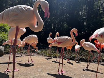 長崎バイオパークに投稿された画像（2025/4/27）