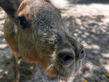 長崎バイオパークに投稿された画像（2025/4/27）