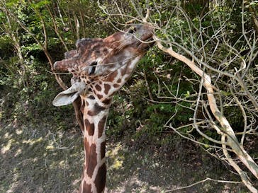 長崎バイオパークに投稿された画像（2025/4/27）