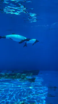 仙台うみの杜水族館に投稿された画像（2025/4/27）