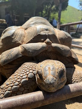 伊豆シャボテン動物公園に投稿された画像（2025/4/28）