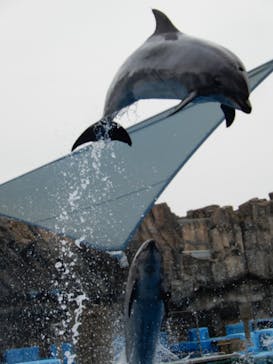 名古屋港水族館に投稿された画像（2025/4/28）