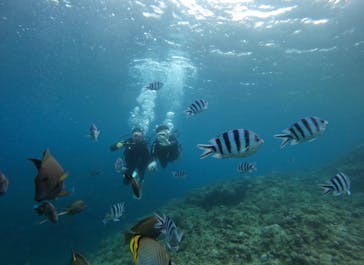 武藤潜水に投稿された画像（2025/4/28）