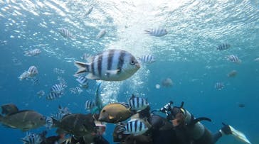 武藤潜水に投稿された画像（2025/4/28）