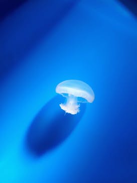 新江ノ島水族館に投稿された画像（2025/4/28）