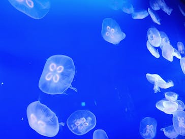 新江ノ島水族館に投稿された画像（2025/4/28）