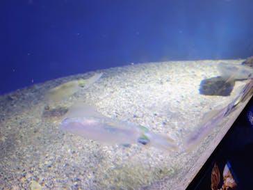 新江ノ島水族館に投稿された画像（2025/4/28）