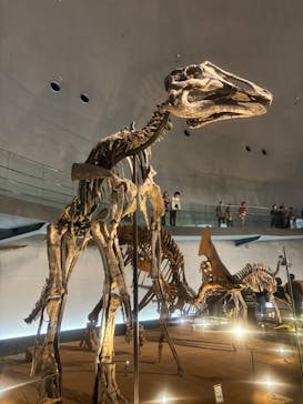 福井県立恐竜博物館に投稿された画像（2025/4/28）