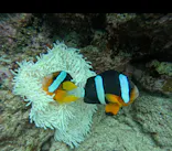 武藤潜水に投稿された画像（2025/4/28）