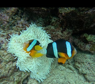 武藤潜水に投稿された画像（2025/4/28）