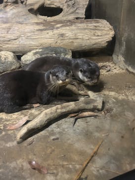 世界淡水魚園水族館　アクア・トトぎふに投稿された画像（2025/4/28）