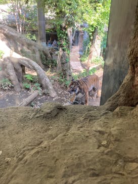 恩賜上野動物園に投稿された画像（2025/4/28）