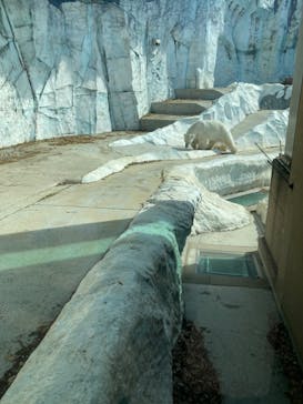 恩賜上野動物園に投稿された画像（2025/4/28）