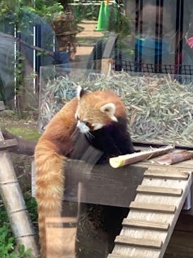 恩賜上野動物園に投稿された画像（2025/4/28）