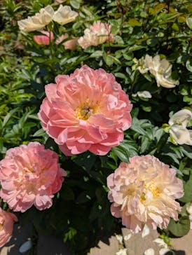 横浜イングリッシュガーデンに投稿された画像（2025/4/28）