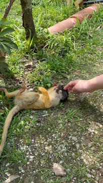 石垣やいま村に投稿された画像（2025/4/28）