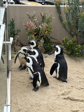 マリンワールド海の中道に投稿された画像（2025/4/28）