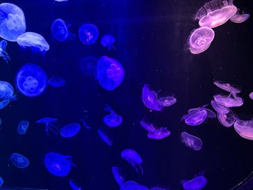 マリンワールド海の中道に投稿された画像（2025/4/28）