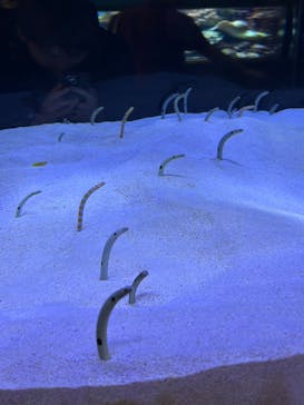 マリンワールド海の中道に投稿された画像（2025/4/28）