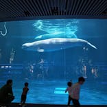 島根県立 しまね海洋館に投稿された画像（2025/4/28）