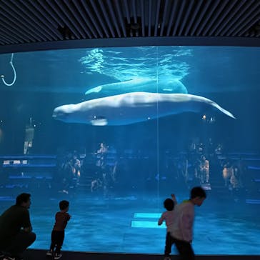 島根県立 しまね海洋館に投稿された画像（2025/4/28）