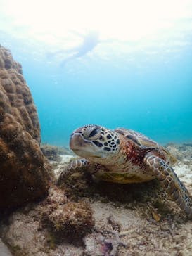 宮古島 ADVENTURE PiPi（ミヤコジマ アドベンチャー ピピ）に投稿された画像（2025/4/28）