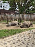 日立市かみね動物園に投稿された画像（2025/4/28）