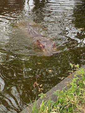 日立市かみね動物園に投稿された画像（2025/4/28）