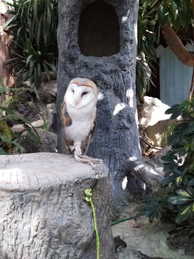 伊豆シャボテン動物公園に投稿された画像（2025/4/28）