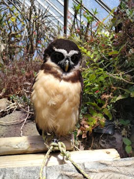 伊豆シャボテン動物公園に投稿された画像（2025/4/28）