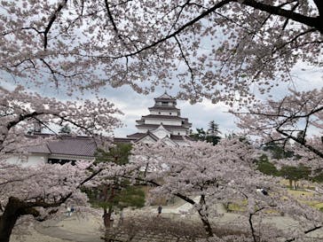 鶴ヶ城に投稿された画像（2025/4/28）