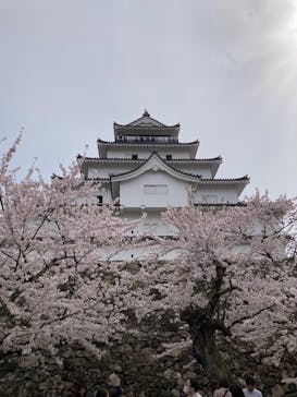 鶴ヶ城に投稿された画像（2025/4/28）