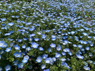 こうべアグリパークネモフィラの丘2025に投稿された画像（2025/4/28）