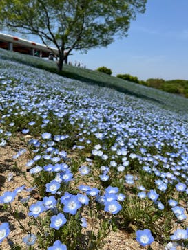 こうべアグリパークネモフィラの丘2025に投稿された画像（2025/4/28）