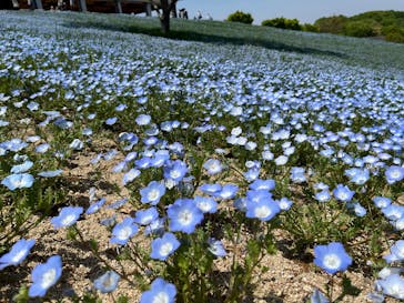 こうべアグリパークネモフィラの丘2025に投稿された画像（2025/4/28）