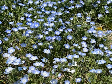 こうべアグリパークネモフィラの丘2025に投稿された画像（2025/4/28）