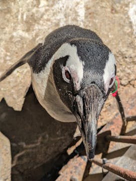 伊豆シャボテン動物公園に投稿された画像（2025/4/28）